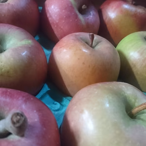 秋田より　ふじジュース用りんご10キロ