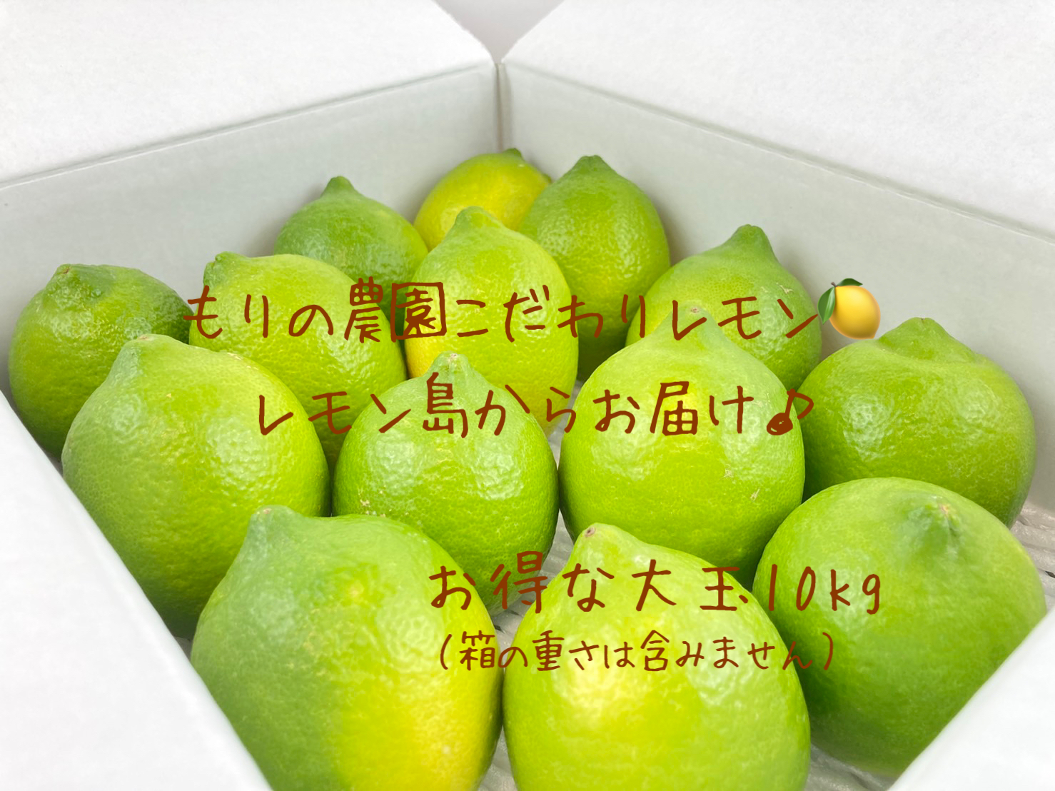 ☆ネーブルオレンジ☆ 14個 コンパクト箱 広島県瀬戸田産 農家直送 - 果物