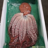 北海道小樽産 茹でタコ 3.5㎏(冷凍)