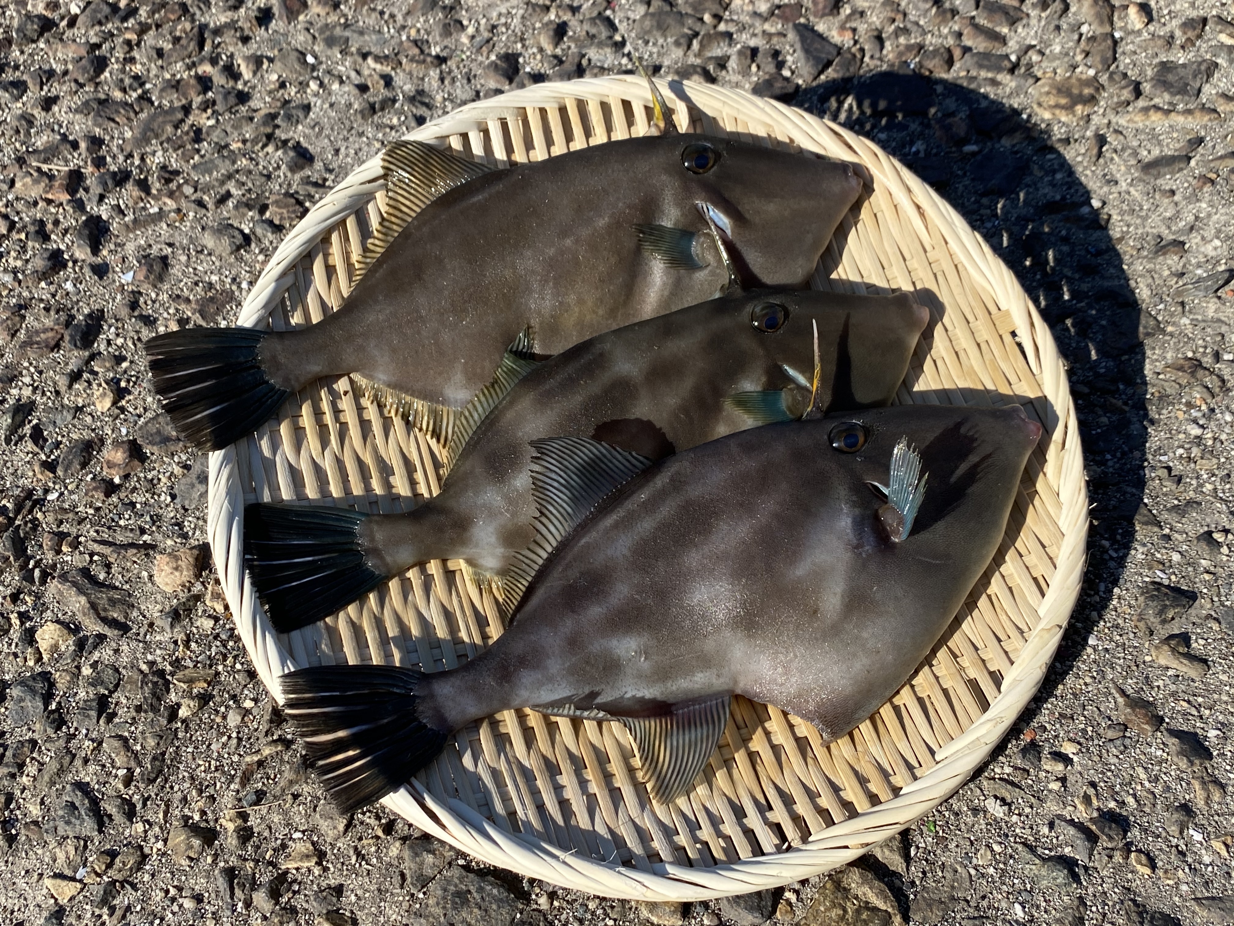 絶品 ウマヅラハギ ハゲ 農家漁師から産地直送の通販 ポケットマルシェ