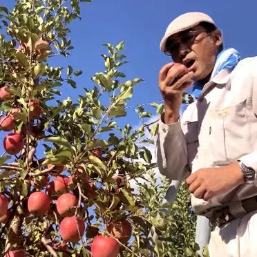 お得な6本入!!りんご生搾り 1ℓ×6本【葉とらずサンふじ】 青森県産