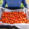 中玉トマト 北海道壮瞥町産 ラビットゴッホ 農家直送
