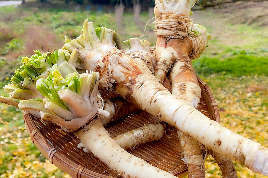 薬味におすすめ♪】西根の森 国産 山わさび ホースラディッシュ ｜野菜