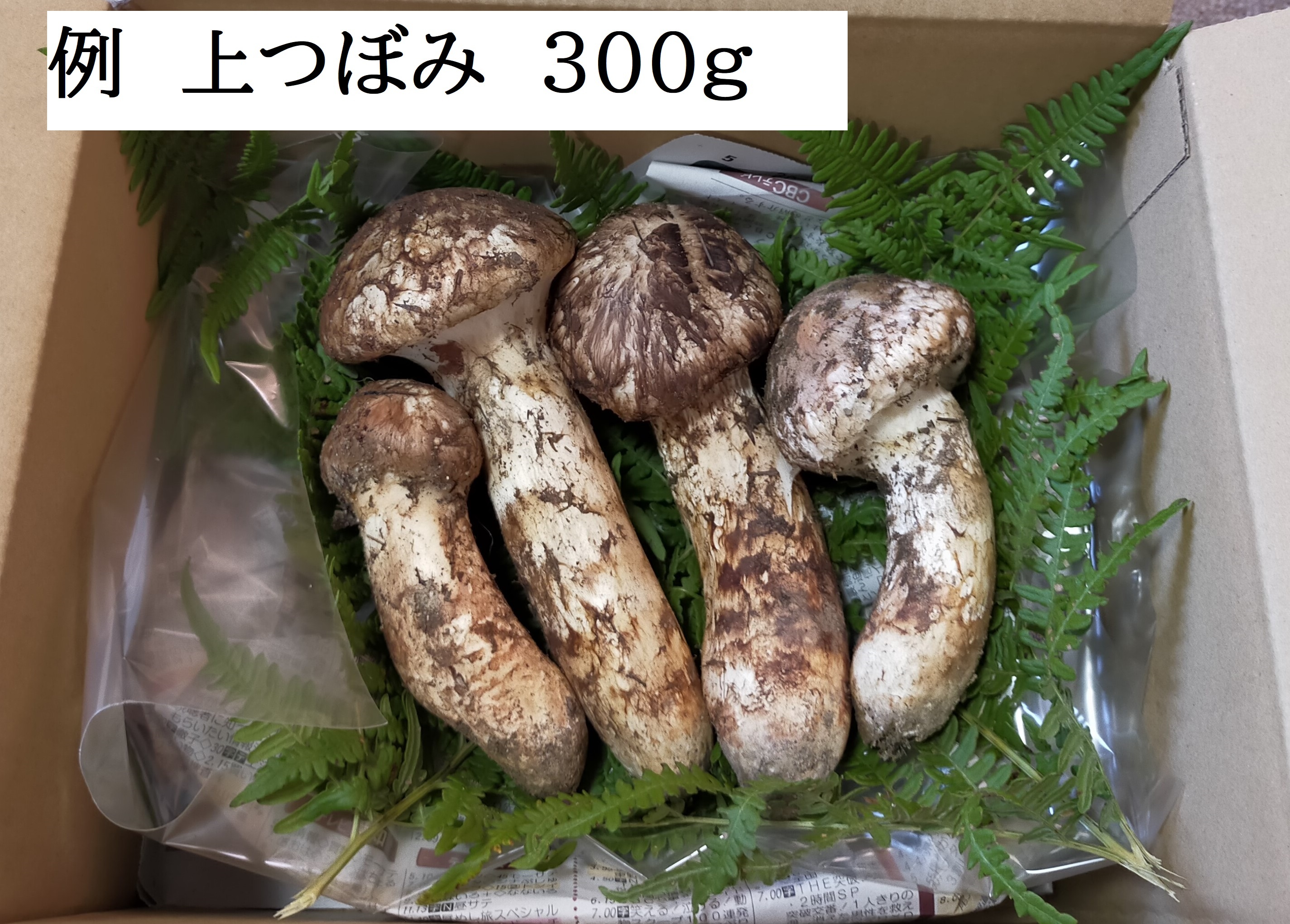 かわいい！ 信州産 松茸 つぼみ 9/11収穫 230ｇ 野菜