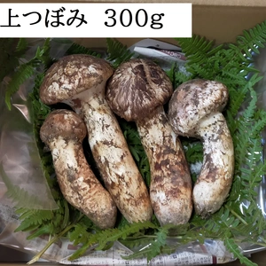 長野県松茸　(等級・上つぼみコース)