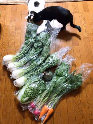 みんなの投稿の画像