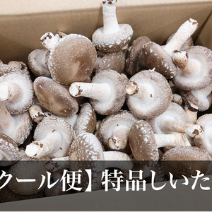 【冷蔵】特品しいたけ！贈答用にも　銅賞受賞　湯布院産菌床しいたけ