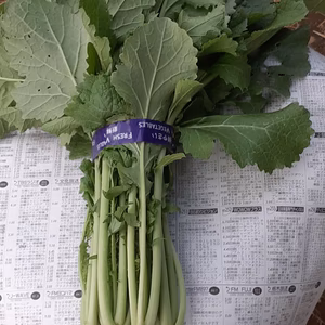 からし菜とミニ大根2種のセット