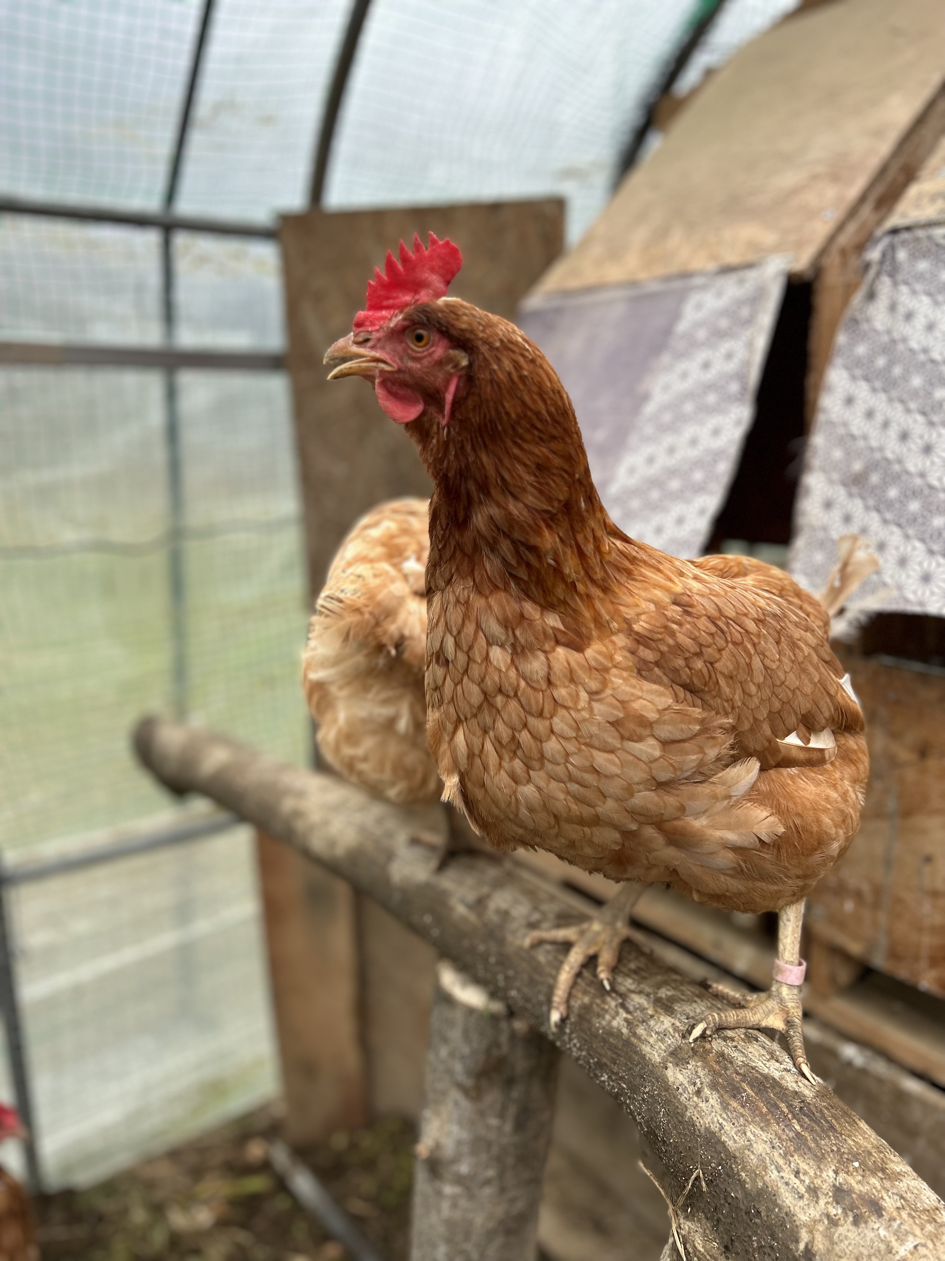 20個入【北海道より】放し飼いコッコちゃんのハッピーたまご｜卵