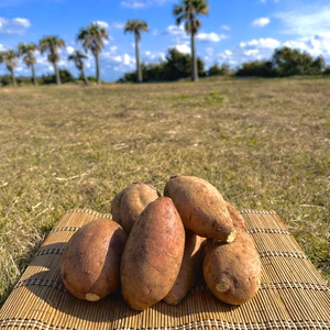 【絶品】種子島産 安納芋 Mサイズ｜aimo農園