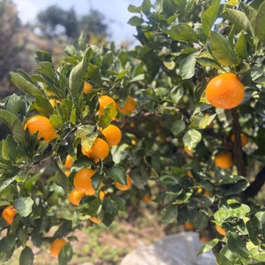 もりのきのこ様専用