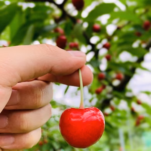 さくらんぼ『紅秀峰』ギフト用2Lサイズ