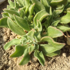 有機アイスプラント5kg