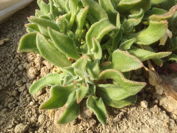 有機アイスプラント5kg