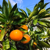 愛媛みかん　もぎたてフレシュ!! 島便り~~♪