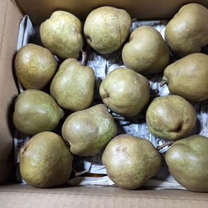 【豊作感謝祭！訳ありご家庭用】ラ・フランス＊＊6㎏＊＊山形産