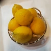 約4.5㌔　恋恋レモン　収穫後のワックス防腐剤不使用で皮まで安心