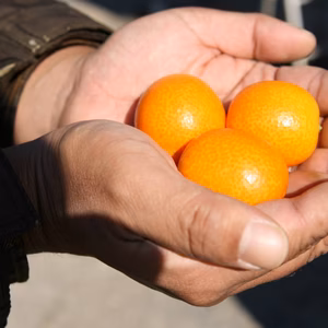 ポケマル限定！！宮崎県産『まさひろ金柑』最高ランク３Ｌ玉の訳あり品