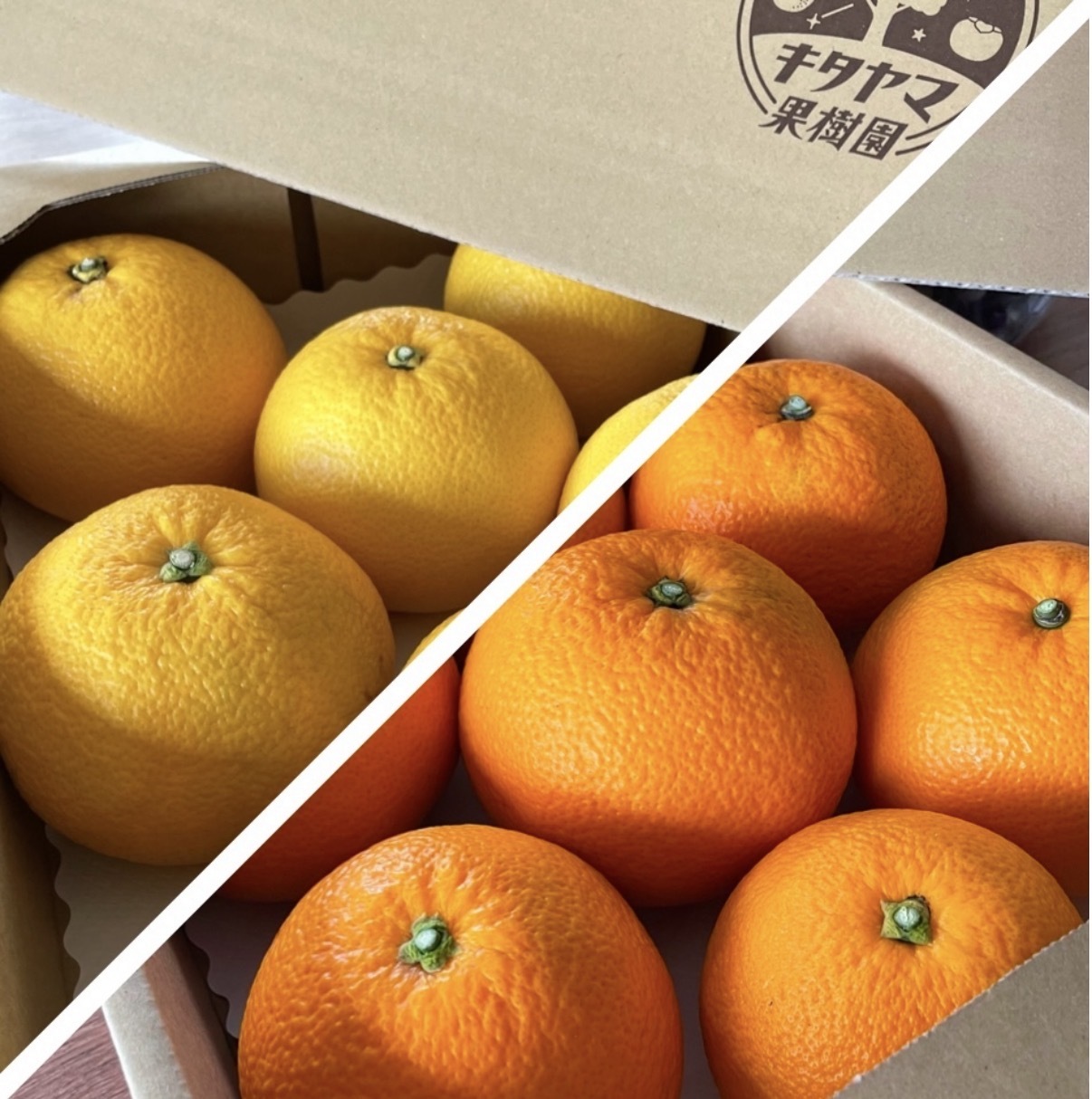 八朔&紅八朔 食べ比べ2箱セット Lサイズ以上 各種8〜11個入り 八朔&紅八朔 食べ比べセット