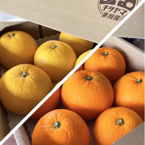 八朔＆紅八朔 食べ比べ2箱セット Lサイズ以上　各種8〜11個入り