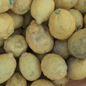 こだわりすぎたレモン　（加工用）