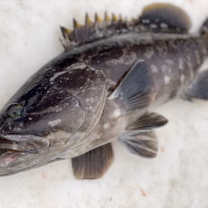 【松島産】幻の天然クエ （1.6kg）