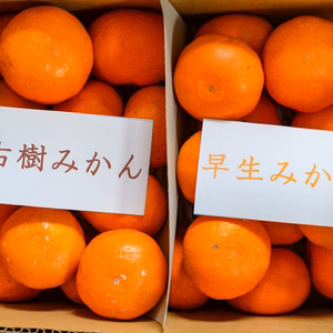 早生みかん食べ比べセット（古樹みかん・有田みかん）（大小混合）