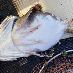 本日限定❗大人気‼️鍋こわし❗1尾　3〜4k