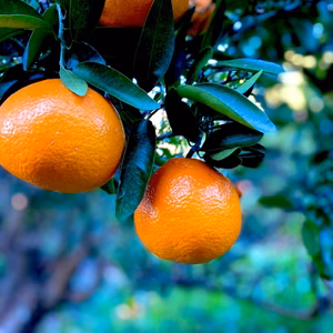 The citrus【IYOKAN】