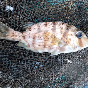 今だけ限定で送料無料！【高級魚 天然メイチダイ】