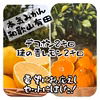 ⭐️セット⭐️凛の香レモン デコポン 減農薬 使い道色々☆皮まで使えます☆