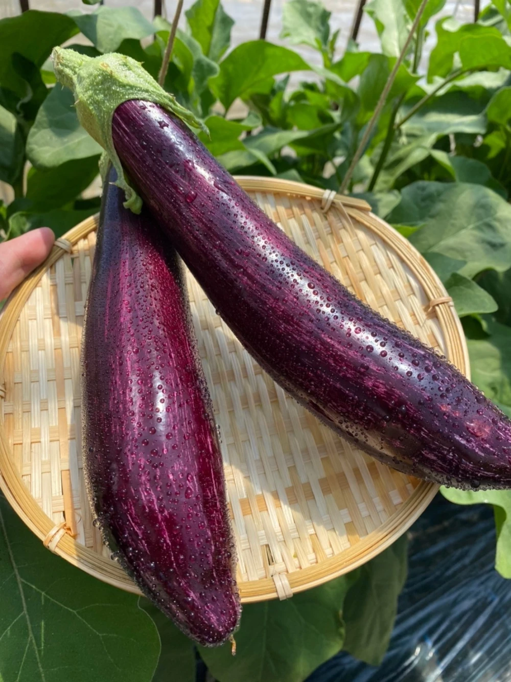 りんごあめなす】ゼブラ茄子 〜紫の最高峰〜｜野菜の商品詳細