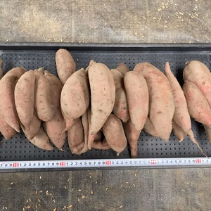 【自然栽培】　さつまいも（シルクスイート）【岐阜県産・収穫2025年10月上旬】