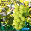 【クール便】【山梨県産】シャインマスカット(種無し)