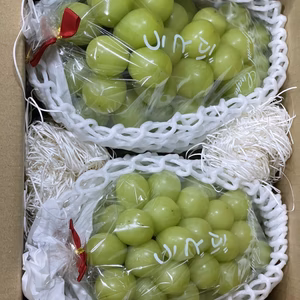 2房1.5キロ　特選樹上完熟シャインマスカット　ぶどう