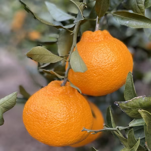 【濃厚豊潤】デコ（不知火）