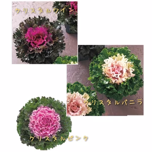 葉牡丹プラチナケール★クリスタル系★フリルの光沢葉牡丹３色★