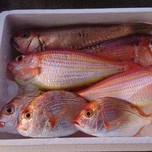 再販:相模湾産天然魚お任せ詰め合わせセット！アマダイとイトヨリダイ+α  