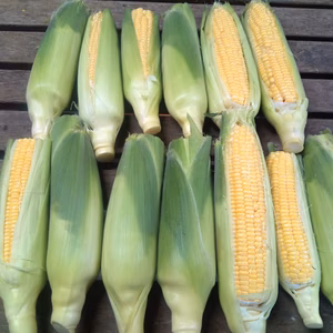 【訳ありお買い得】甘生とうもろこし!!朝採り《ゴールドラッシュ》スイートコーン