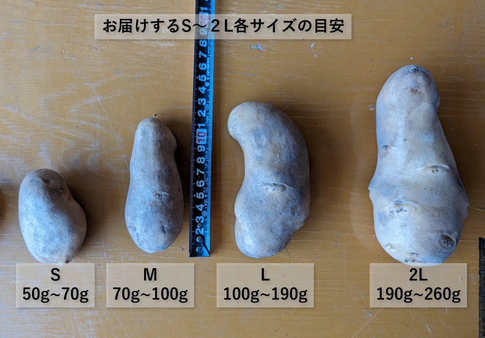 ポテトサラダにおすすめ！メークイン（農薬・化学肥料不使用）