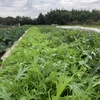 たべくらべ大根2種と冬の野菜BOX 農薬.化学肥料不使用