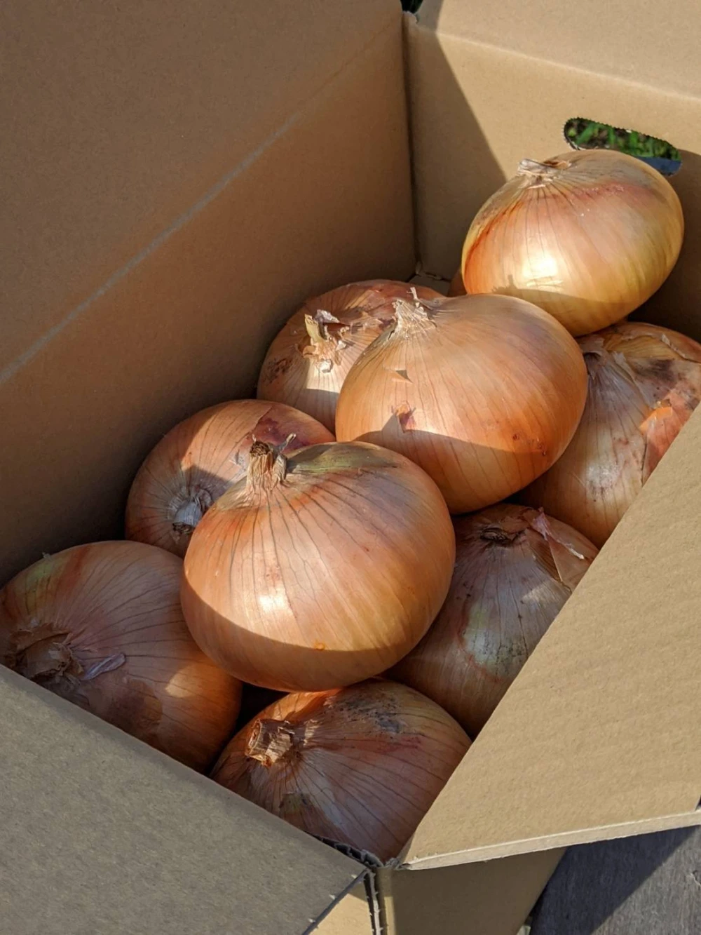 ちょっぴりお得な熟成⭐︎淡路島産玉ねぎ 10kg 【品種：ターザン】