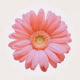 ひろみっちゃん