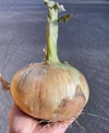 淡路島産新玉ねぎ　大玉１０ｋ　