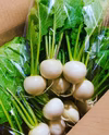 京都府産　特別栽培　刺し身カブ(京こかぶ)1kg