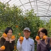 【農業体験】不知火みかん狩り ＆ ベーグルランチ