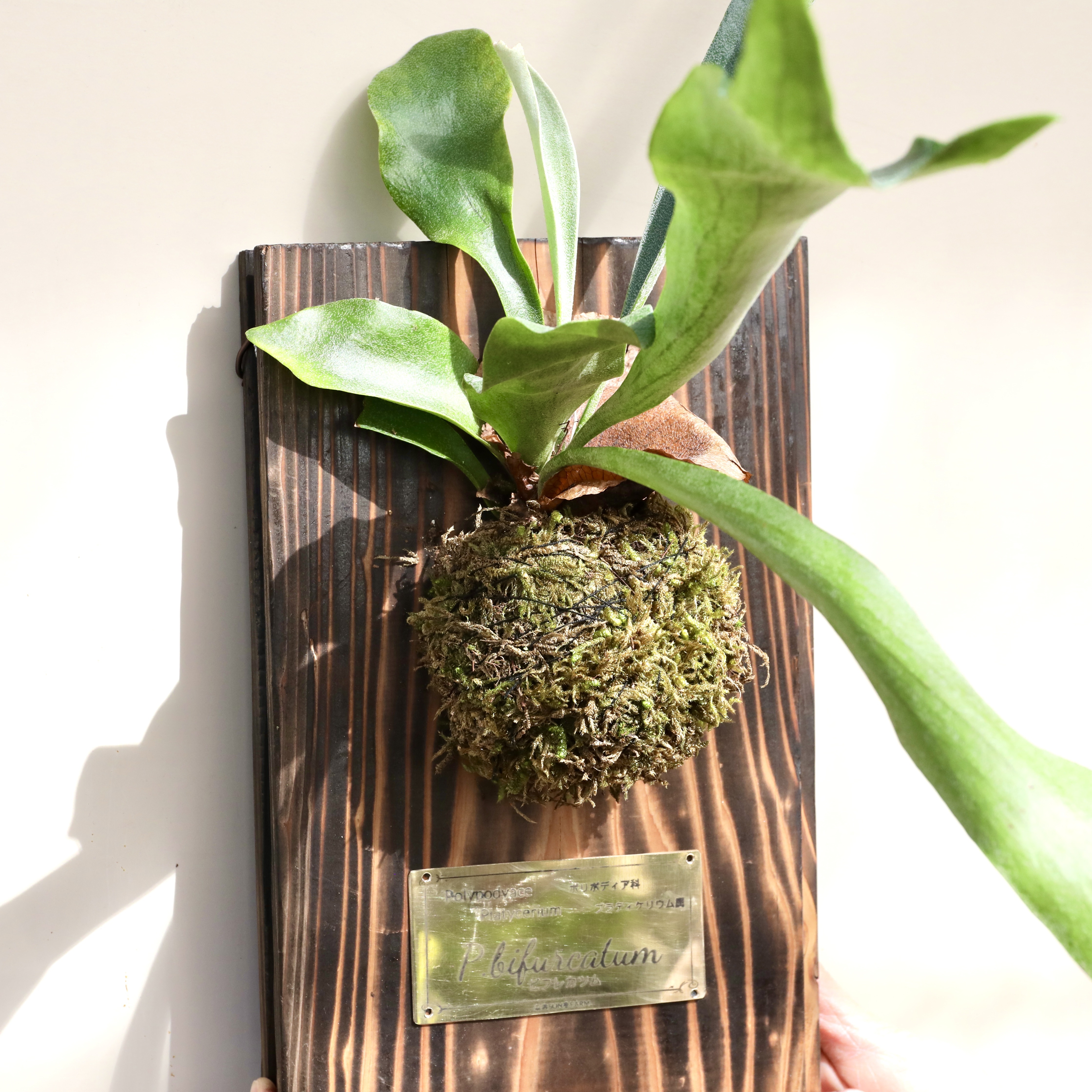 ビカクシダ 板付き｜その他の花・観葉植物の商品詳細｜ポケット