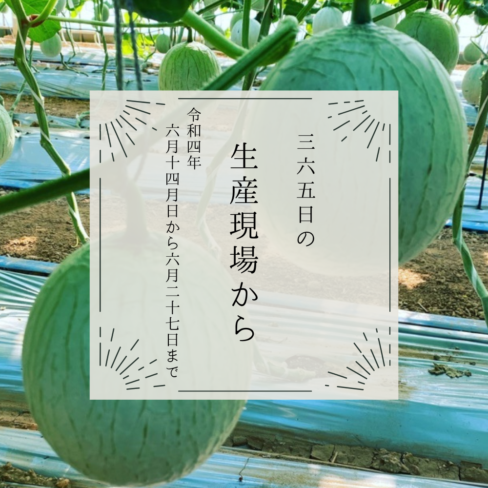 素人投稿　無乳 6月14〜27日の生産現場から、半夏生の39投稿！ | 農家漁師から産地直送の通販 ポケットマルシェ