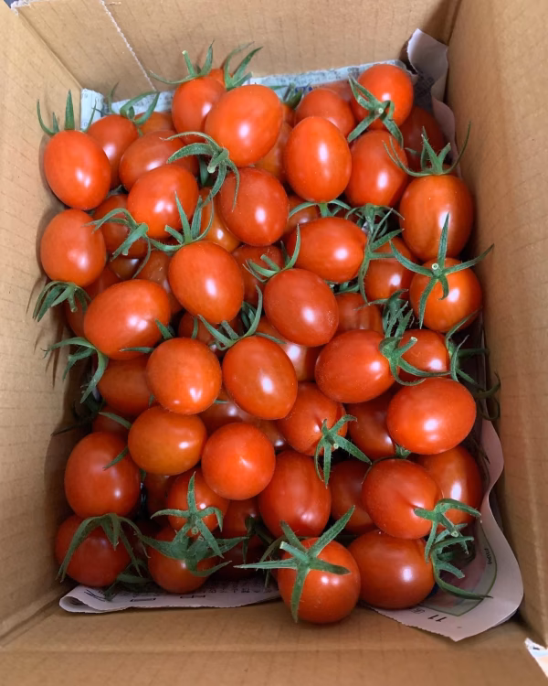 『アイコ1kg箱』【ピカピカ！綺麗】新鮮＋酸味抜群でおすすめアイコ〜