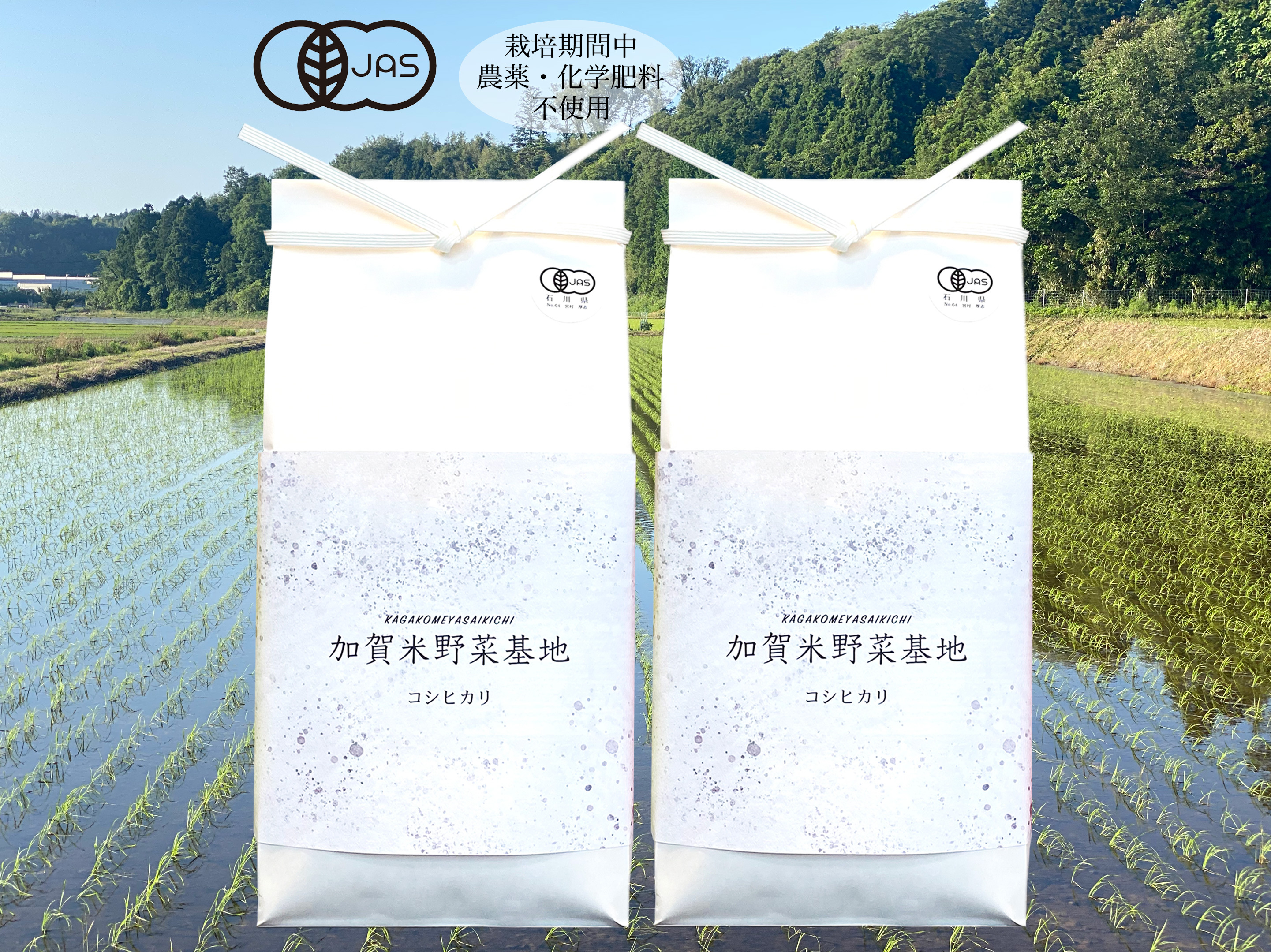 今年は冷害と日照不足から不作 玄米10kg ６年産コシヒカリ 特栽①農薬等不使用 楽天市場】令和6年産 新潟産 コシヒカリ 玄米 10kg 送料無料